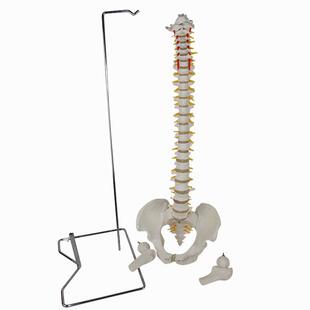 医信MDCD升级版新人体脊椎骨盆带腿骨模型版四角形支架正脊