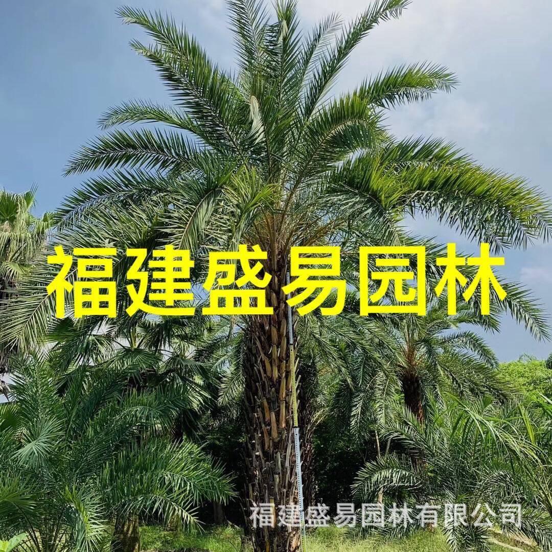 中东海枣银海枣报价棕榈中东海枣树银海枣价格银海枣