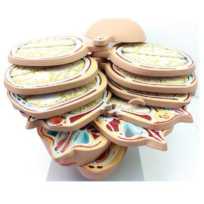 人体头颅脑水平切模型