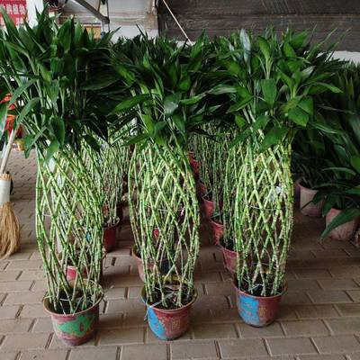 编织富贵竹大盆栽家庭园艺植物办公室客厅阳台租摆绿植工程苗木