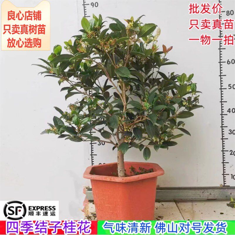 桂花苗正宗结子桂花四季开花味清新自然阳台庭院盆栽地栽树苗