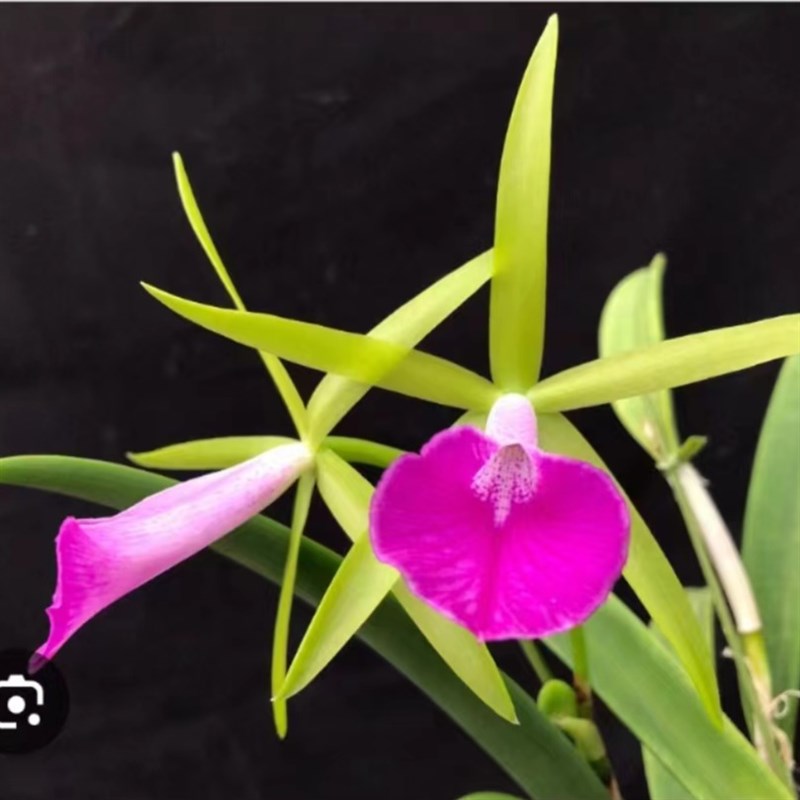 番茄雅韵堂Bc. Gulfshores Beauty Torino 都灵中矮卡特兰花香