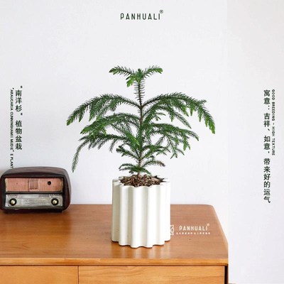 超好养南洋杉植物澳洲杉室内绿植盆栽小盆景办公室 耐阴四季常绿