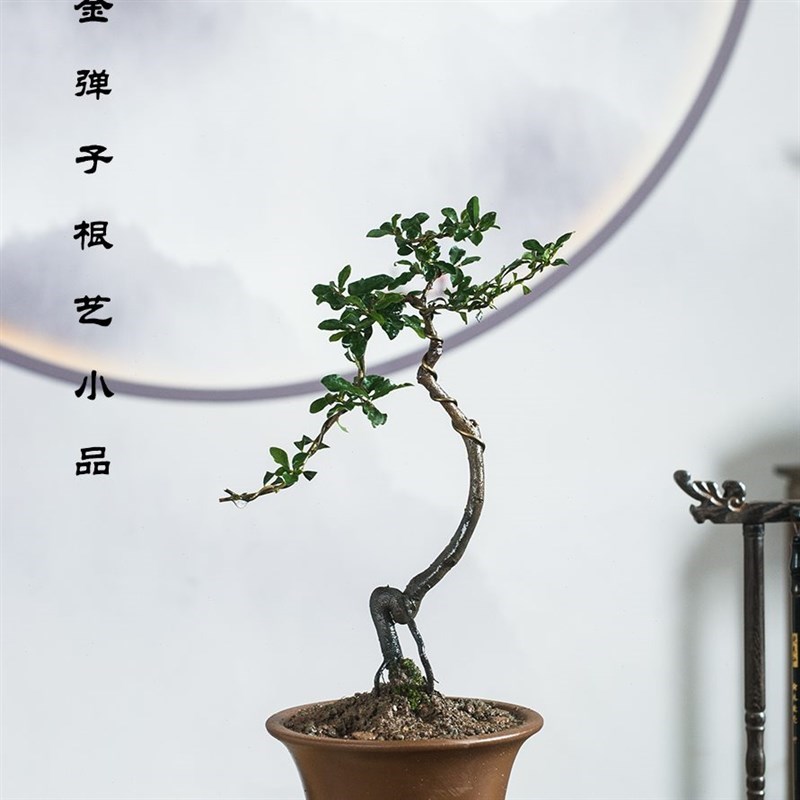 四川金弹子造型盆景桌面绿植x观果客厅办公室好养提根小品植物盆
