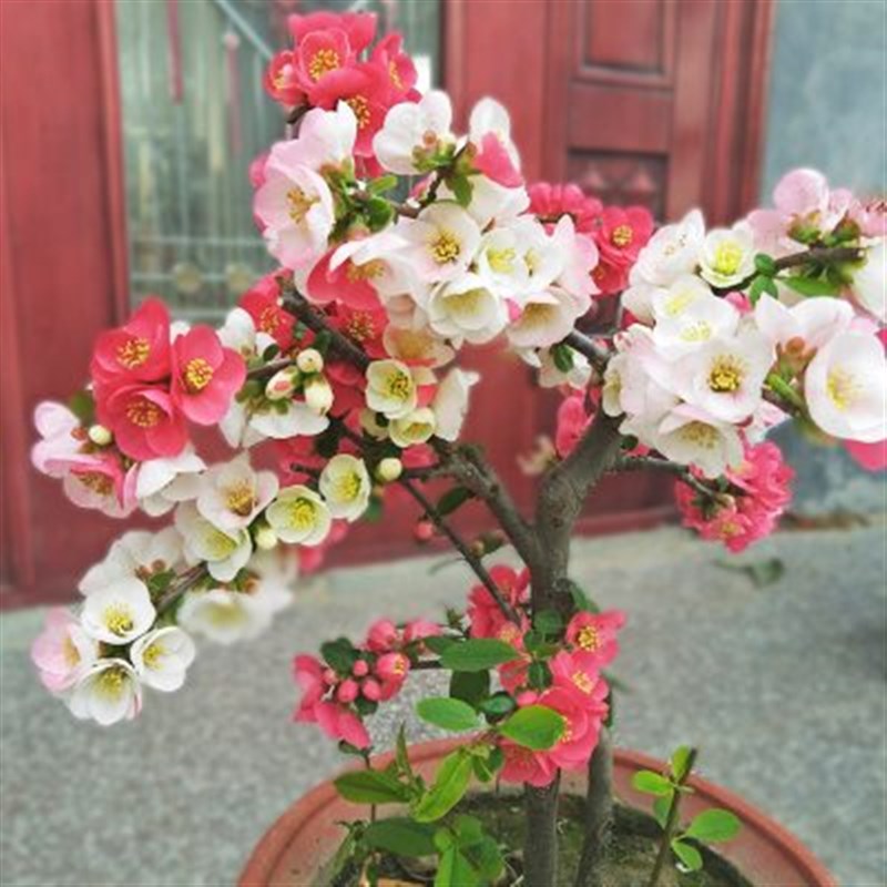 海棠花重瓣老桩盆栽树苗盆景庭院绿植物室内四季花卉开花好养易活