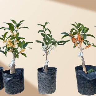 树花桂盆景金桂绿植丹桂树苗四季桂庭院月八桂日香桂朱砂桂大树香