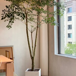 原生老桩大幸福植幌伞枫盆栽厅头大型绿树客多盆栽办公室内植物