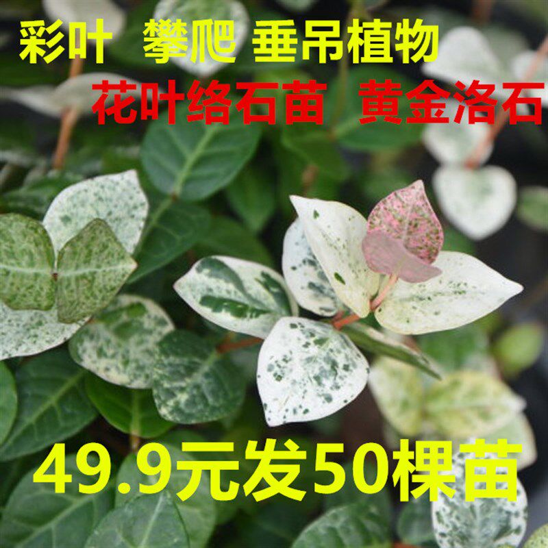 花叶络景植物五彩盆黄盆石垂吊藤花攀援阳台庭院花卉栽金络洛石