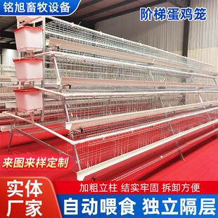 阶梯式四层热镀锌蛋鸡笼新型层叠自动化养鸡设备多层养殖笼直供