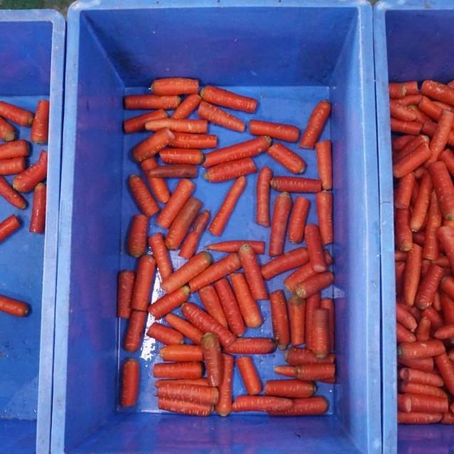 大FIG型商螺清洗抛光脱皮机手指胡旋卜萝全自动用切头尾机生产线