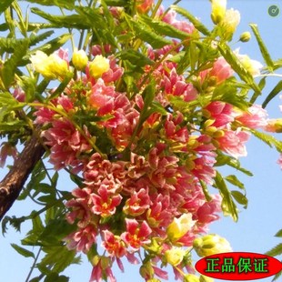 文冠花树苗盆栽室内外阳台庭院观赏花卉绿植好养多年生植物