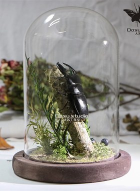 森林剑士锹甲锹形虫真实甲虫生态微景观玻璃罩摆件礼物