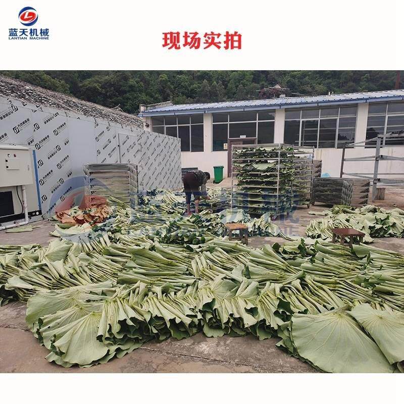 干荷叶烘干机 颗鲜荷FHV叶荷衣荷叶茶烧粒烘干房 整张荷烘叶藕叶