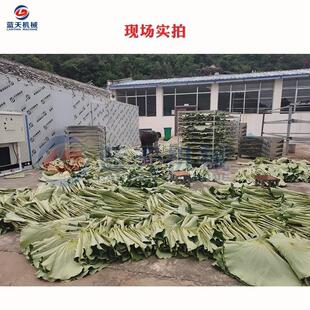 干荷叶烘干机 颗鲜荷FHV叶荷衣荷叶茶烧粒烘干房 整张荷烘叶藕叶