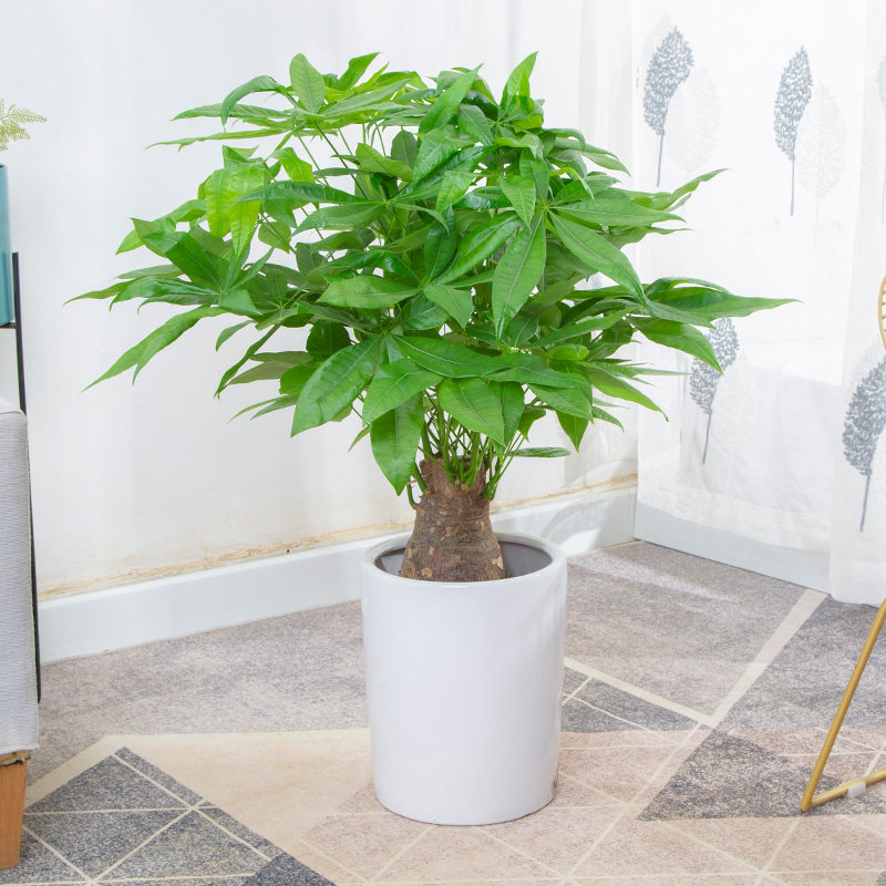 独杆发财树粗杆大树桩室内小盆栽客厅招财盆景好养活绿植物