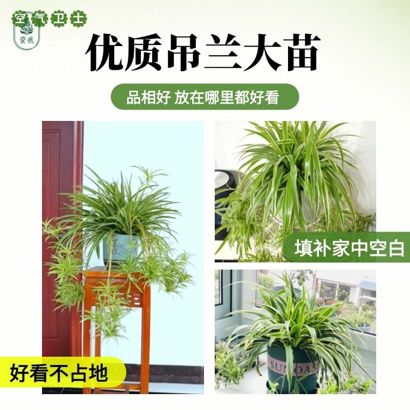 金边吊兰盆栽花卉植物室内垂吊阳台懒人好养绿植室内常青水培驱蚊