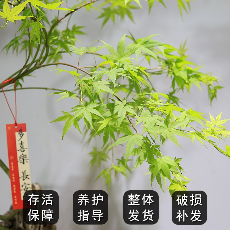 流泉枫盆景室内绿植盆栽造型枫树好养网红客厅书房茶室禅意植物