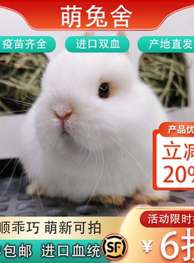 进口侏儒兔小型猫猫兔垂耳兔道奇茶杯宠物兔子活体家养长不大活体