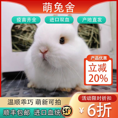 进口侏儒兔小型猫猫兔垂耳兔道奇茶杯宠物兔子活体家养长不大活体