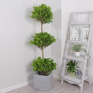 大盆栽绿植摇钱树金钱榕客厅开业招财树办公室盆栽摇钱树