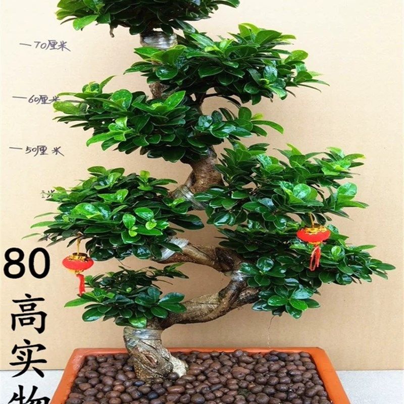 大型绿植小叶榕树栽景青钱树人参榕 S型老桩客厅盆盆四季常摇花卉