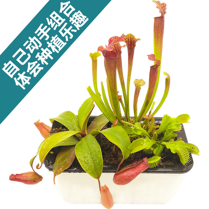 菲朗食虫植物 菜大名捕简约懒人盆捕蝇四猪笼草瓶子草茅膏草易养