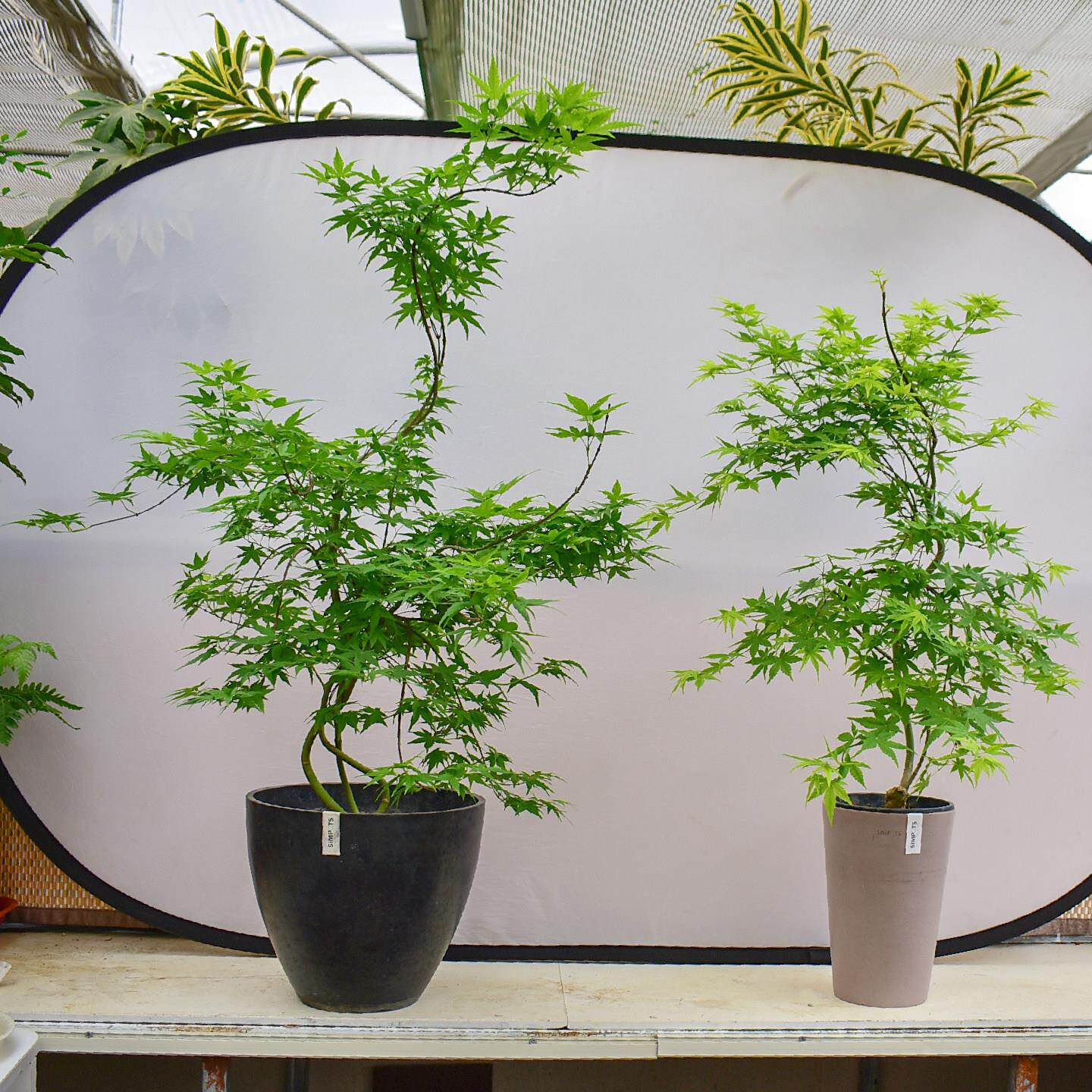 黄金流泉枫盆栽老桩一物