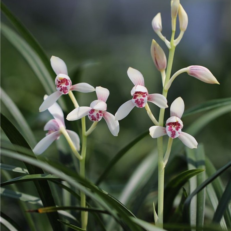 兰花苗建兰【玉白丹红】硬化一年半  浓香L花室内花卉绿植好养易