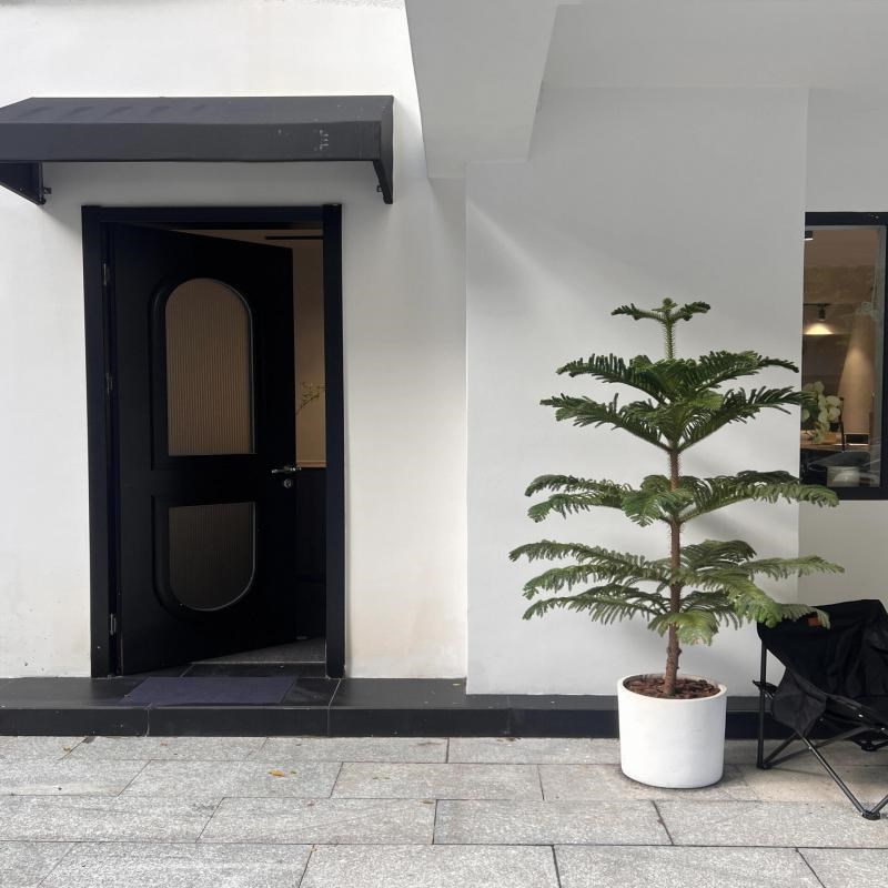 南洋杉盆栽圣诞树盆景真树室内客厅绿植澳洲杉树苗大型植物南洋松