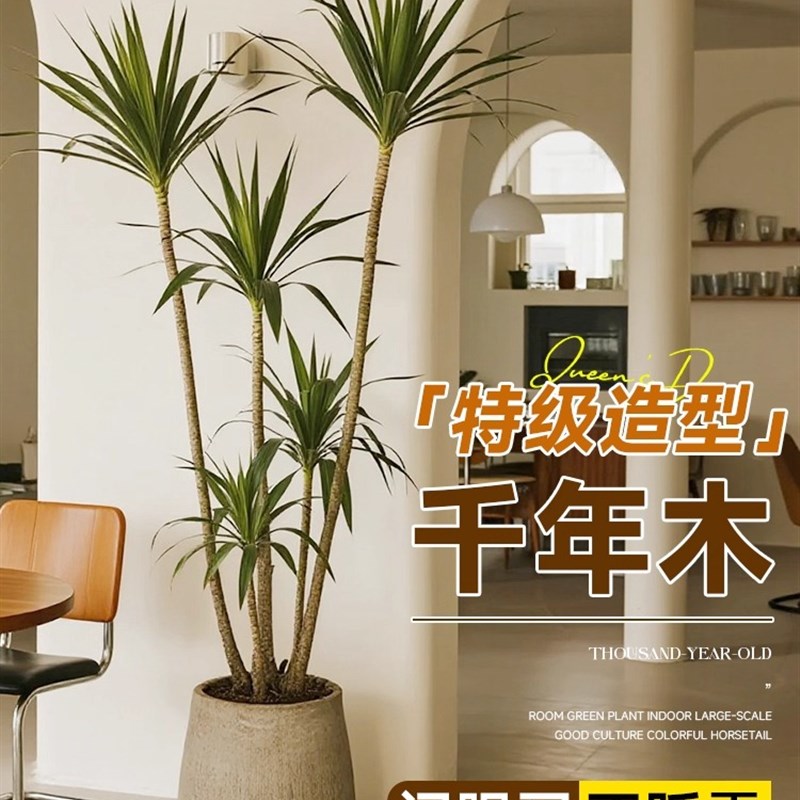 千年木绿植室内大型马尾铁七彩铁真落地植物客厅龙血树盆栽