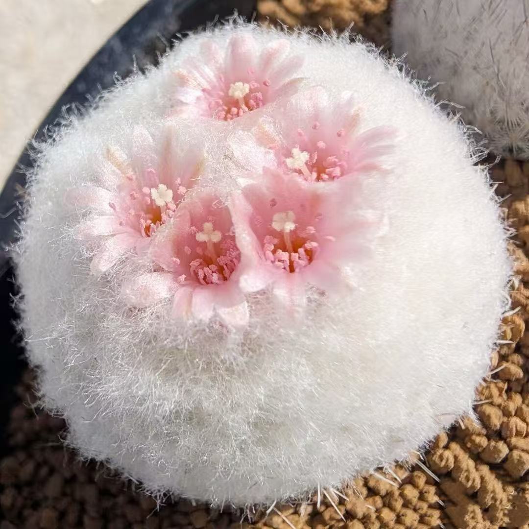 白星仙人球群生开花美丽实生不扎手仙人掌植物室内防辐射桌面小盆