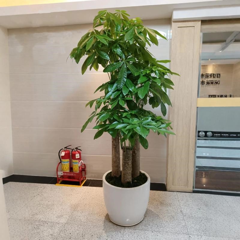 发财树三杆客厅大盆栽绿植乔迁新居开业送礼落地摆件