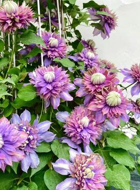 【爱丁堡】1.5加仑铁线藤阳卉庭院地载盆栽爬莲花台植物四季开花