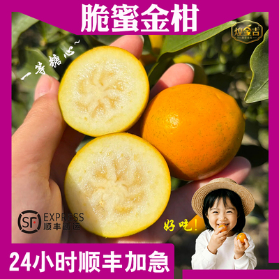 正宗融安脆蜜金柑第三代现摘