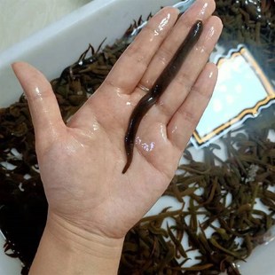 蚂蟥钓鱼鲜活水蛭活饵野钓江团饵肥头鮰鱼黄辣丁饵料鳜鱼鲶鱼石扁