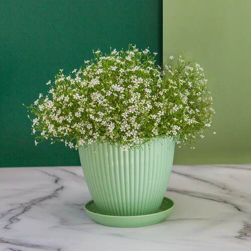 Flower Pot Round Planters Succulents Plant Pot with Tray Off