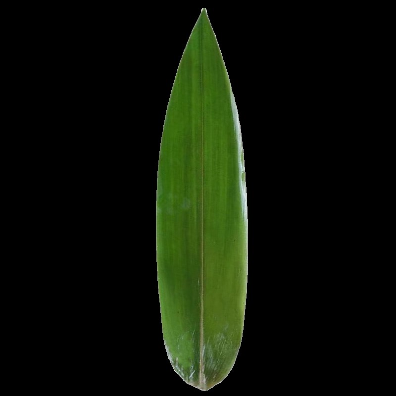 刺身摆盘装饰冷菜菜品创意点缀盘饰小摆件叶子烤肉店寿司竹叶粽叶