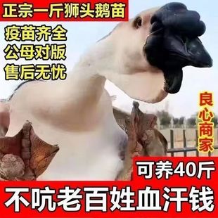 一斤狮头鹅特大正宗潮汕澄海狮子头幼苗现货成年能达35斤散养