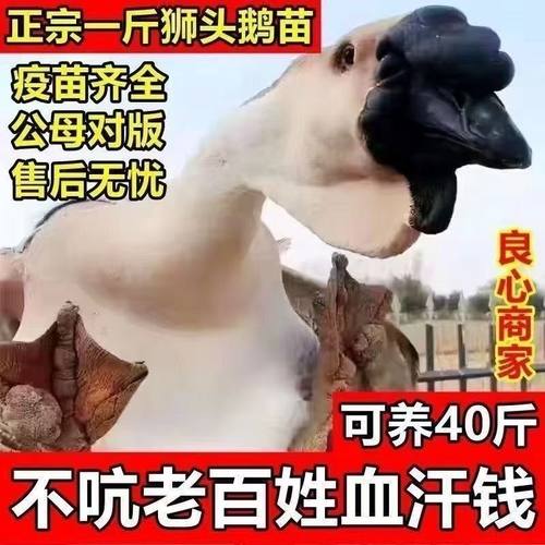一斤狮头鹅特大正宗潮汕澄
