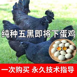 活鸡到家 成年鸡五黑一绿鸡 快下蛋五黑鸡 青年绿壳蛋鸡