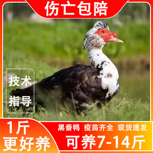 鸭活苗一斤黑番鸭活苗正宗红脸洋鸭火鸭大型鸭子活苗幼苗大种番鸭