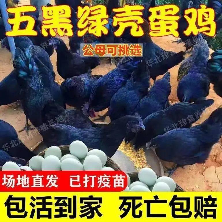 正宗五黑鸡乌骨鸡农家散养溜达鸡五黑一绿壳鸡蛋家养鸡活体包邮,畜牧/养殖物资,鸡苗/种鸡/种蛋/受精蛋,淘宝优惠券,粉丝福利购,淘宝优惠卷