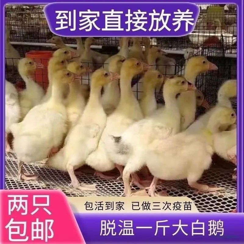 大鹅小产蛋四季下1斤白正