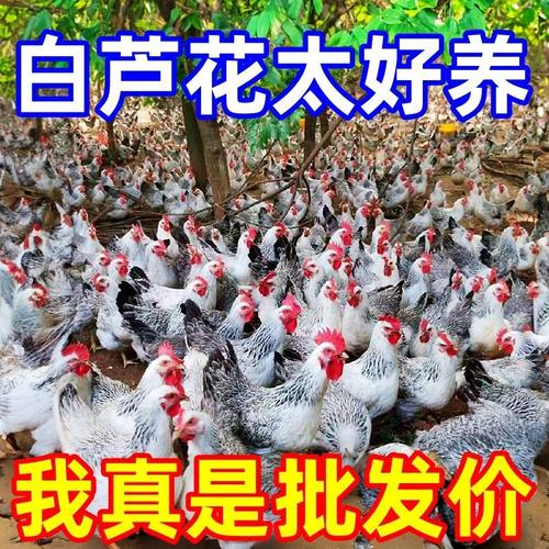 正宗白芦花鸡脱温斑点鸡