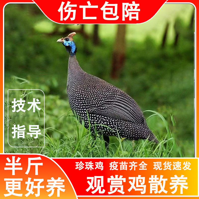 鸡活苗珍珠鸡纯种半斤脱温活体珍珠棉鸡苗大型观赏鸡农家户外散养