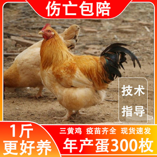 鸡活苗半斤纯种三黄鸡高产蛋鸡土鸡苗一斤农村散养柴鸡小鸡苗活体