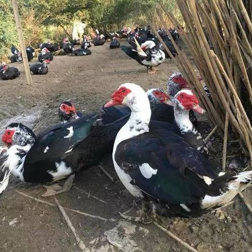 【现货】大种正宗白番黑鸭