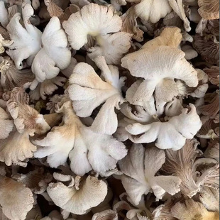 云南德宏白参菌干货农家自晒特产裂褶菌白花白参沙参树花