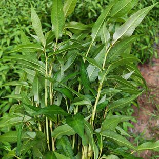 云南新鲜 香柳叶/拉莎叶/拉沙叶香辣柳傣味泰国凉拌煮鱼1/2/3斤