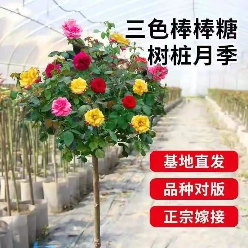 双色三状多色棒棒糖嫁花树色树桩月季大接浓香蔷薇玫瑰花别墅庭院